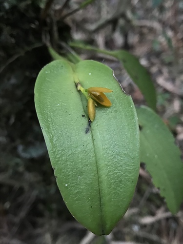 Acianthera polystachya (Acianthera polystachya)