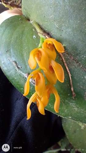 Acianthera polystachya (Acianthera polystachya)
