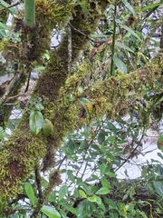 Acianthera polystachya (Acianthera polystachya)