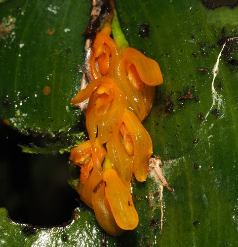 Acianthera polystachya (Acianthera polystachya)