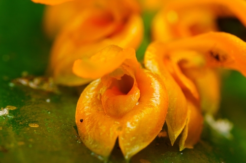 Acianthera polystachya (Acianthera polystachya)