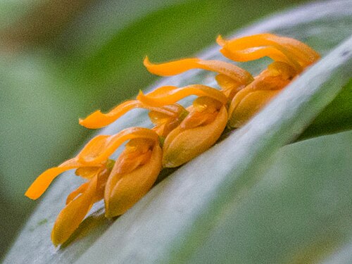 Acianthera polystachya: Acianthera polystachya