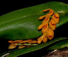 Acianthera polystachya (Acianthera polystachya)