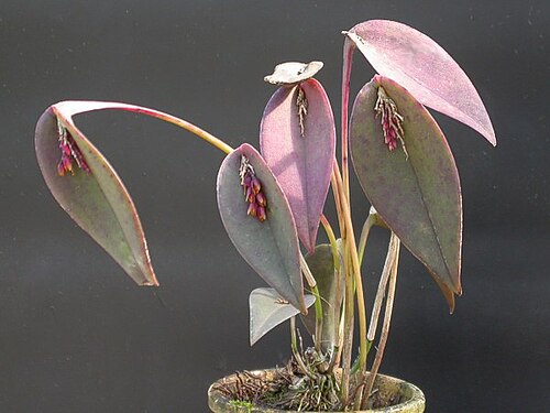 Acianthera prolifera: Acianthera prolifera