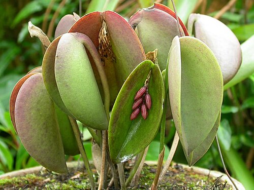 Acianthera prolifera: now a syn. of Acianthera prolifera