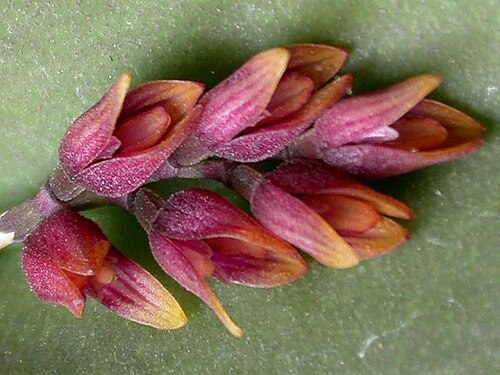 Acianthera prolifera: Acianthera prolifera