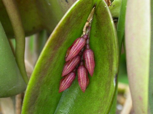 Acianthera prolifera: now a syn. of Acianthera prolifera