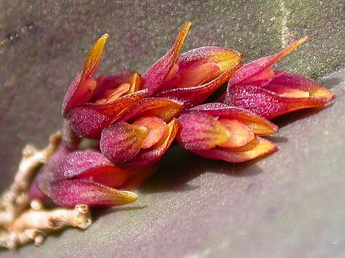 Acianthera prolifera: Acianthera prolifera