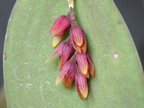 Acianthera prolifera: Acianthera prolifera