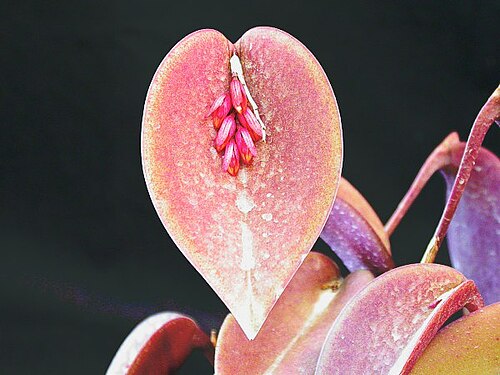 Acianthera prolifera: Acianthera prolifera