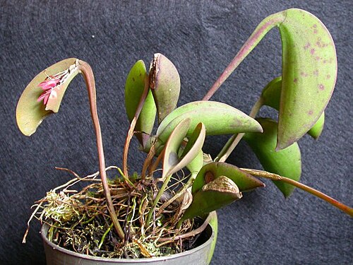 Acianthera prolifera: now a syn. of Acianthera prolifera
