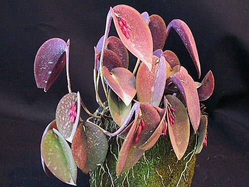 Acianthera prolifera: Acianthera prolifera
