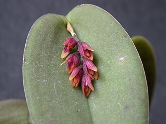 Acianthera prolifera: Acianthera prolifera