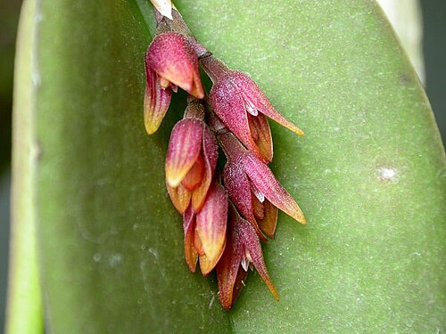 Acianthera prolifera: Acianthera prolifera