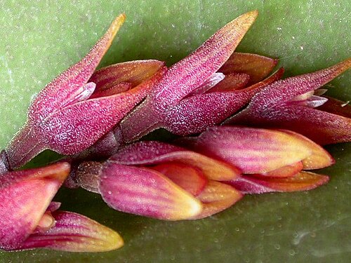 Acianthera prolifera: Acianthera prolifera