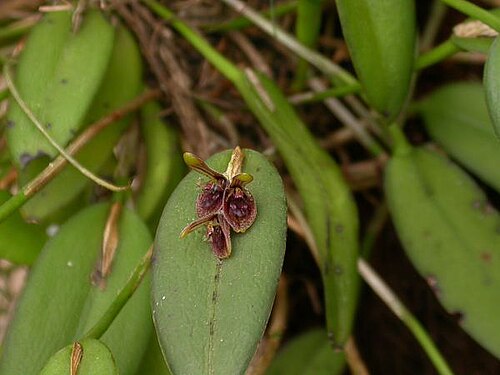 Acianthera pubescens: Another color form, leaves more oval