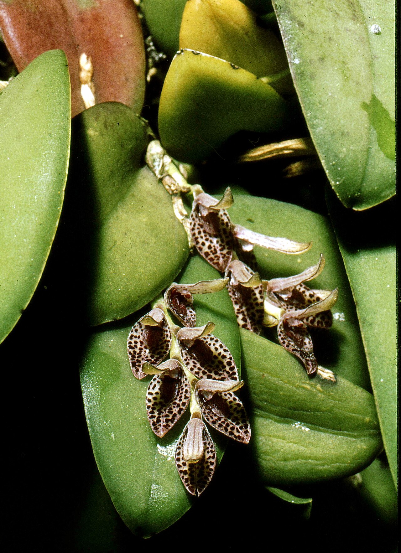 Acianthera pubescens: Acianthera pubescens