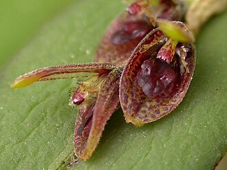 Acianthera pubescens: Another color form, leaves more oval
