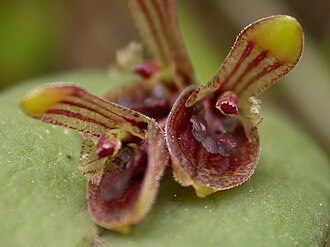 Acianthera pubescens: Acianthera pubescens synonym of: Pleurothallis smithiana