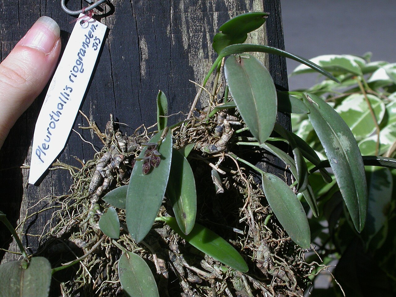 Acianthera pubescens: Acianthera pubescens (= Pleurothallis riograndensis ). Cultivated plant in bloom.