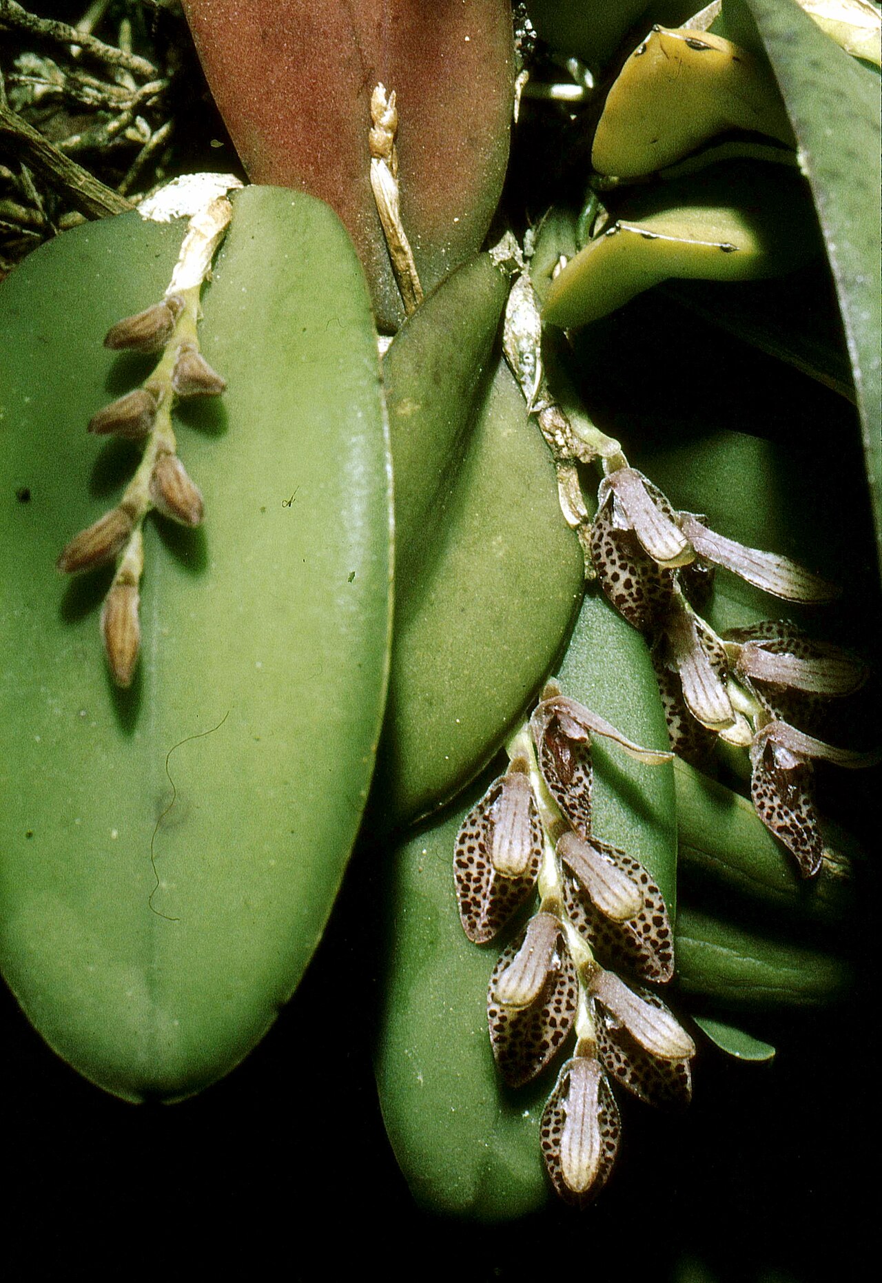 Acianthera pubescens: Acianthera pubescens