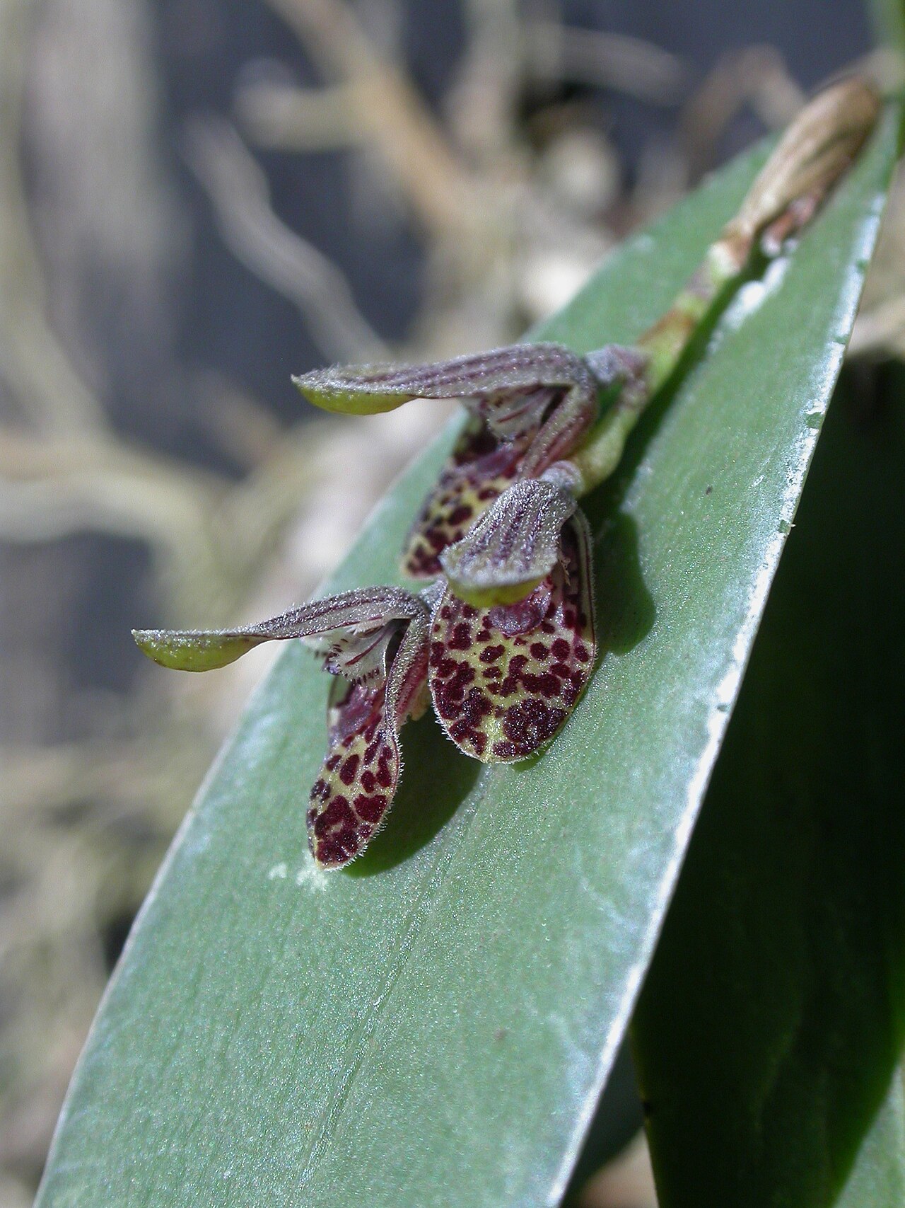 Acianthera pubescens: Acianthera pubescens (= Pleurothallis riograndensis ). Closeup of the flowers of a cultivated plant.