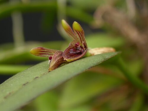Acianthera pubescens: Another color form, leaves more oval