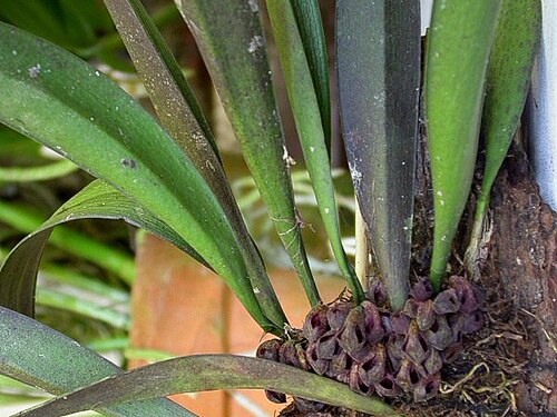 Acianthera punctatiflora: Cryptophoranthus punctatus
