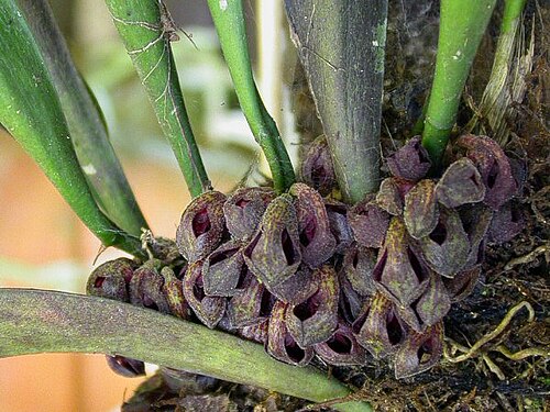 Acianthera punctatiflora: Cryptophoranthus punctatus