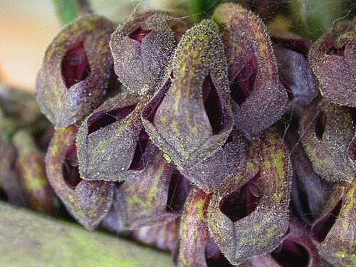 Acianthera punctatiflora: Cryptophoranthus punctatus