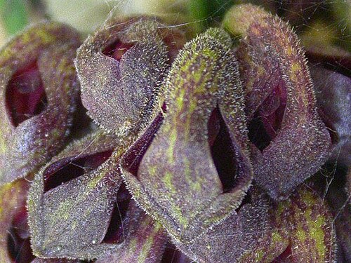 Acianthera punctatiflora: Cryptophoranthus punctatus