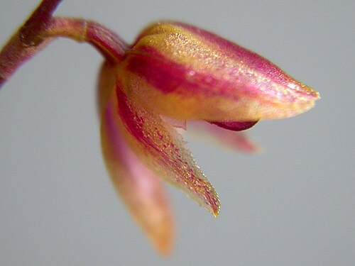 Acianthera purpureoviolacea: Acianthera purpureoviolacea