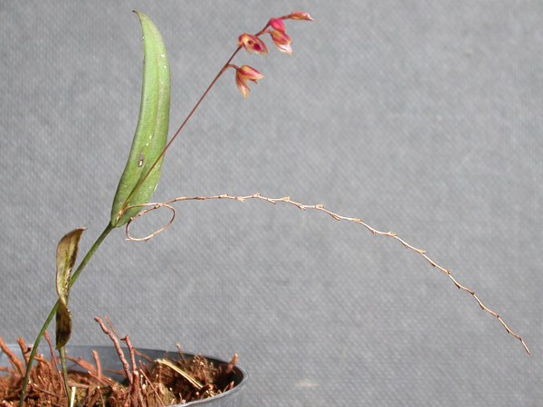 Acianthera purpureoviolacea: Acianthera purpureoviolacea