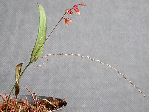Acianthera purpureoviolacea: Acianthera purpureoviolacea