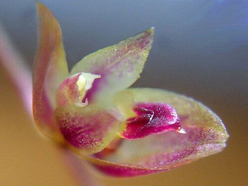 Acianthera purpureoviolacea: Arthrosia purpureoviolacea