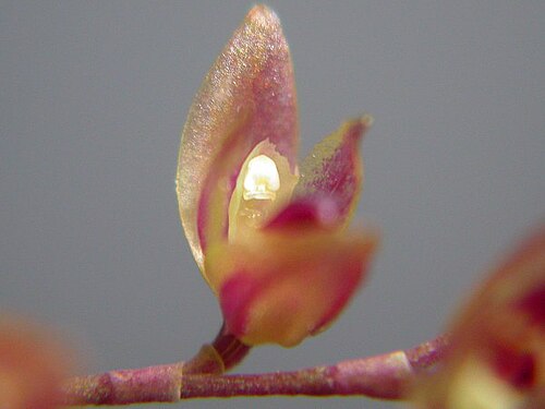 Acianthera purpureoviolacea: Acianthera purpureoviolacea