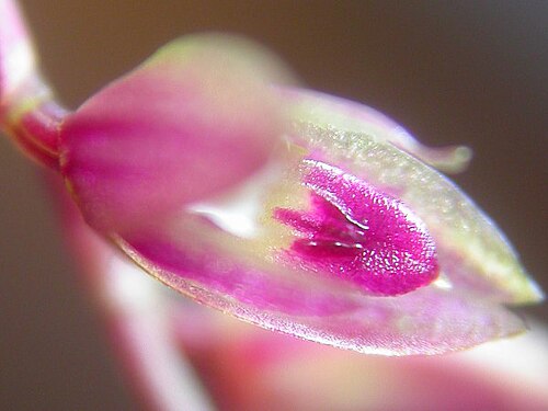 Acianthera purpureoviolacea: Acianthera purpureoviolacea