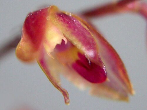 Acianthera purpureoviolacea: Acianthera purpureoviolacea