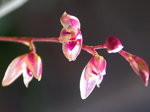 Acianthera purpureoviolacea: Acianthera purpureoviolacea