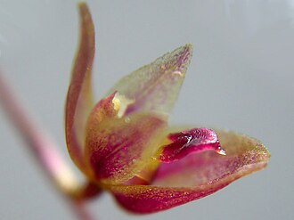 Acianthera purpureoviolacea: Acianthera purpureoviolacea