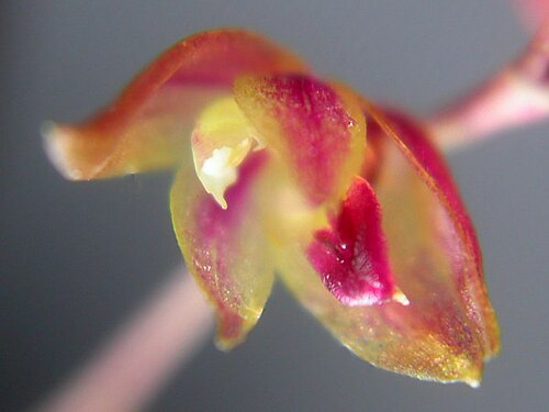 Acianthera purpureoviolacea: Acianthera purpureoviolacea