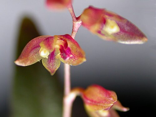 Acianthera purpureoviolacea: Acianthera purpureoviolacea