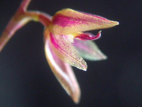 Acianthera purpureoviolacea: Acianthera purpureoviolacea