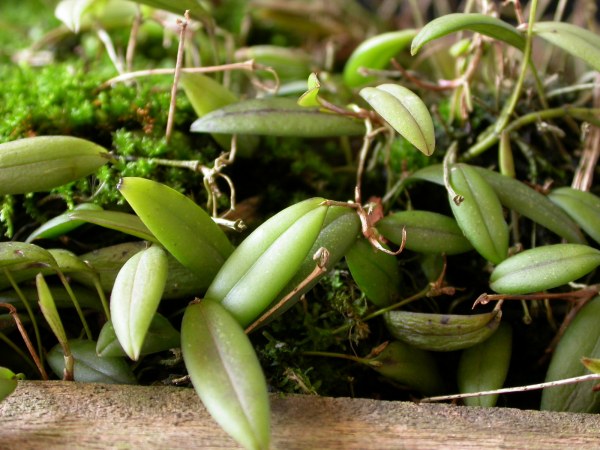 Acianthera ramosa: Acianthera ramosa