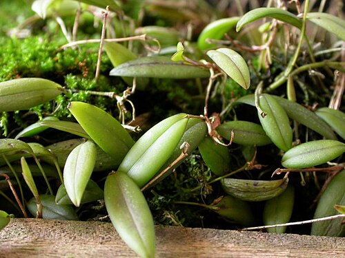 Acianthera ramosa: Acianthera ramosa