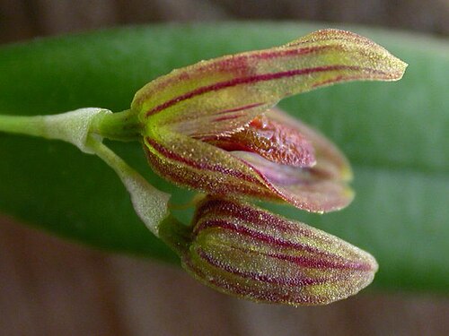 Acianthera ramosa: Acianthera ramosa