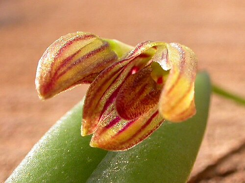 Acianthera ramosa: Acianthera ramosa