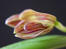Acianthera ramosa: Acianthera ramosa