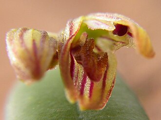 Acianthera ramosa: Acianthera ramosa