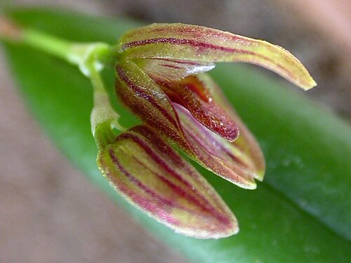Acianthera ramosa: Acianthera ramosa